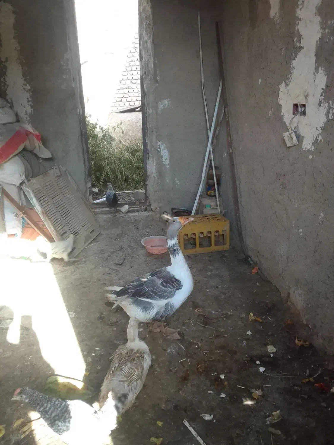 غاز نر|حیوانات مزرعه|زابل, |دیوار