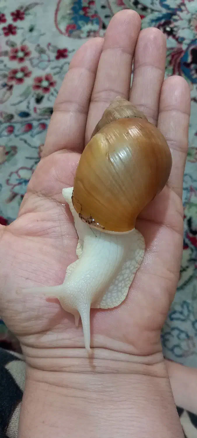 حلزون|خزنده|جهرم, |دیوار