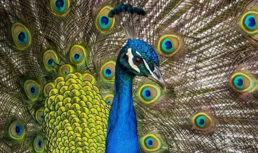 بازدید و اردو برای مدارس|اجارهٔ کوتاه‌مدت ویلا و باغ|اصفهان, رهنان|دیوار