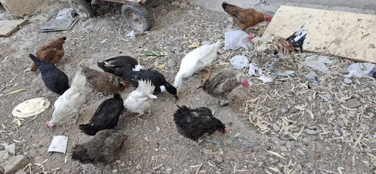 مرغ و خروس محلی|حیوانات مزرعه|قرچک, قشلاق جیتو|دیوار