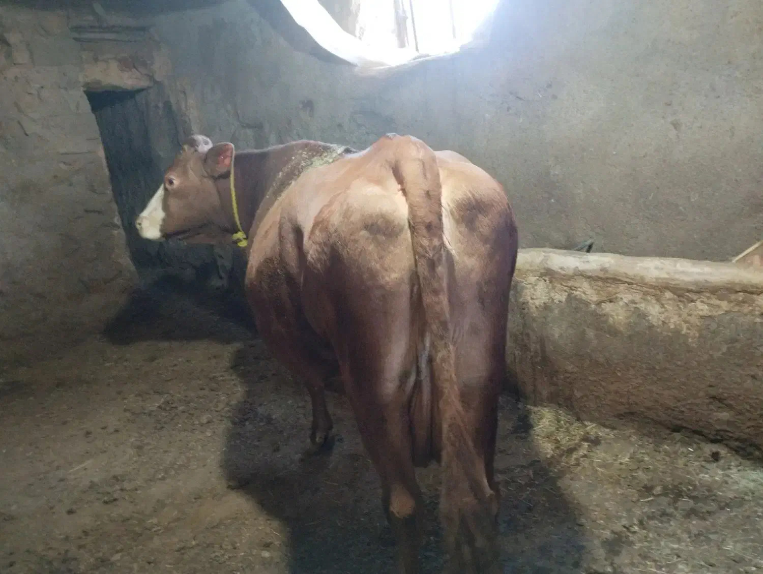 گاو سیمینتال شیری ۲عدد|حیوانات مزرعه|سرشیو, |دیوار