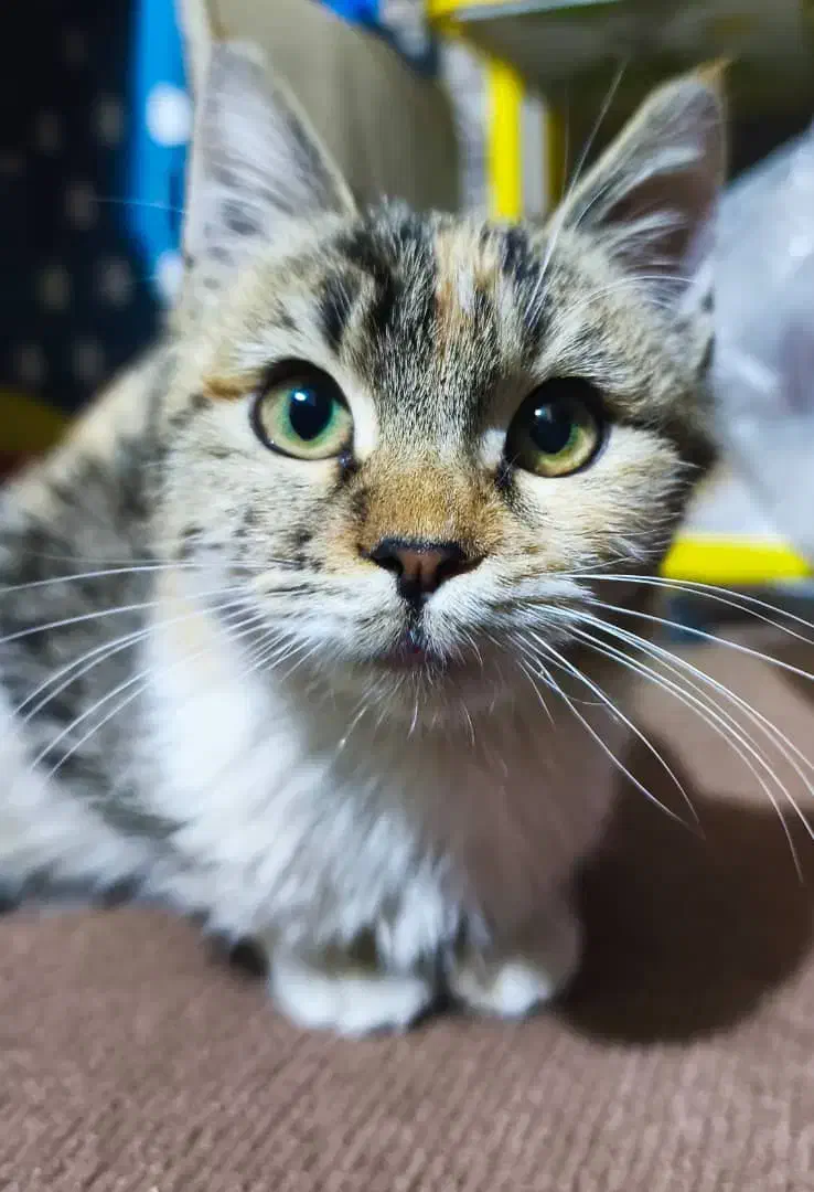 واگذاری گربه|گربه|پرند, فاز ۲|دیوار