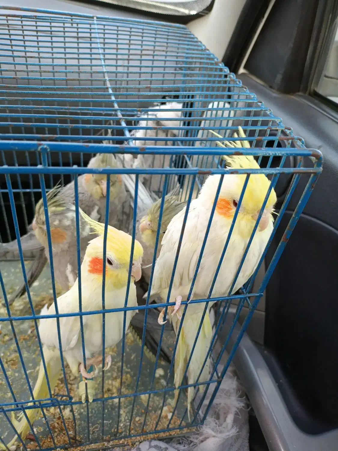 عروس هلندی سرحال|پرنده|شاهدشهر, |دیوار