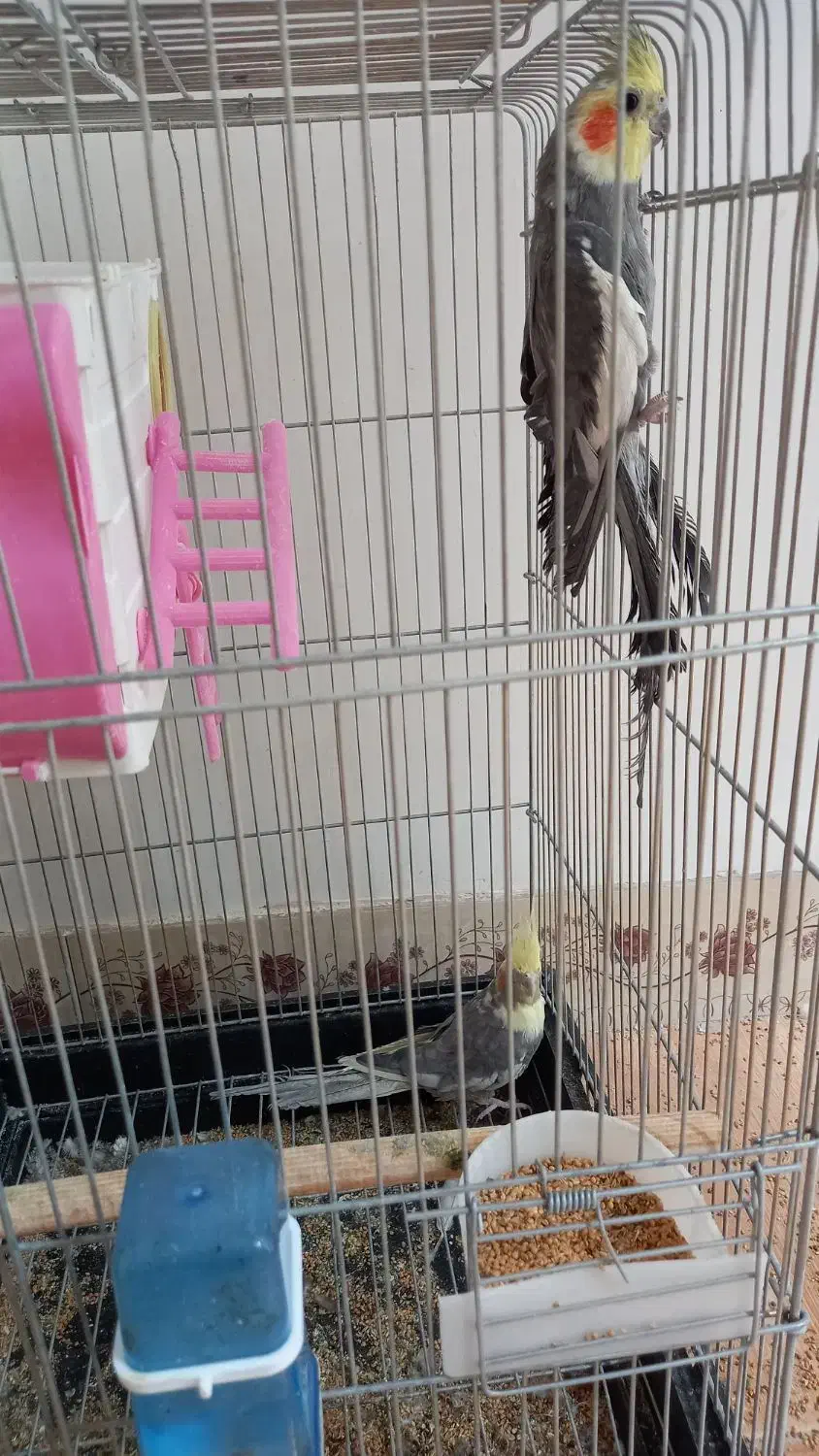 عروس هلندی|پرنده|درگزین, |دیوار