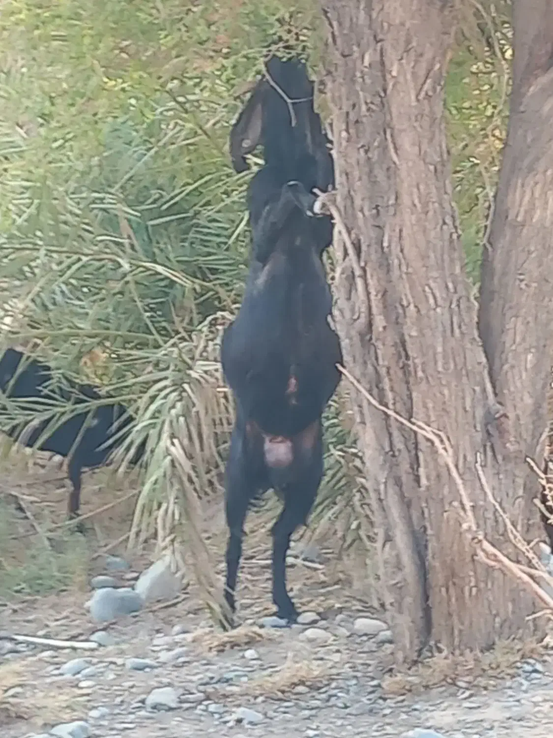 گوسفند نری|حیوانات مزرعه|جیرفت, |دیوار