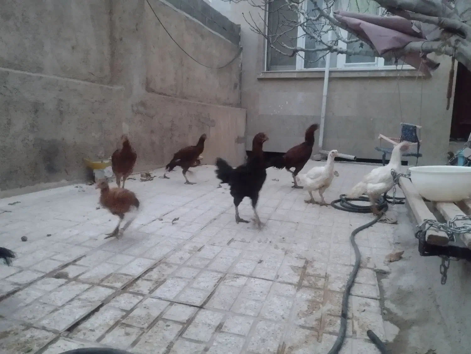 فروش مرغ و خروس لاری اصیل|حیوانات مزرعه|بجنورد, |دیوار