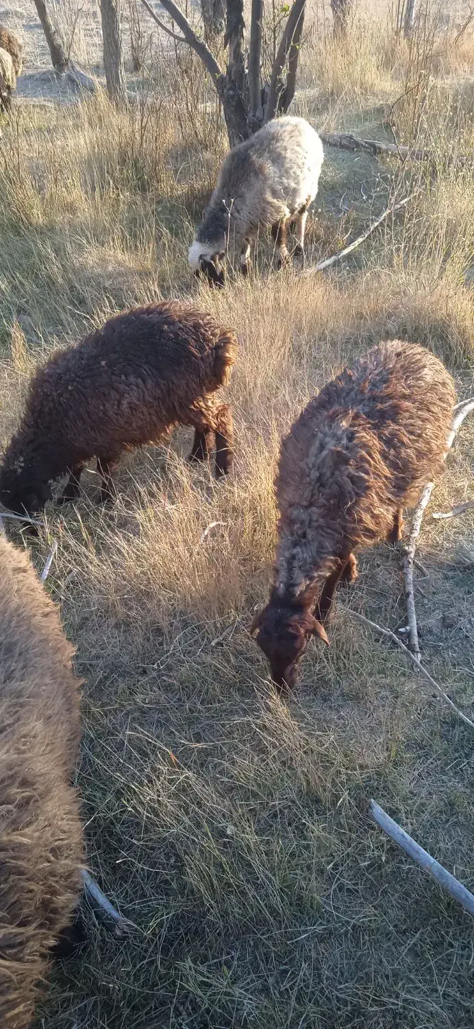 بره ماده|حیوانات مزرعه|وردشت, |دیوار