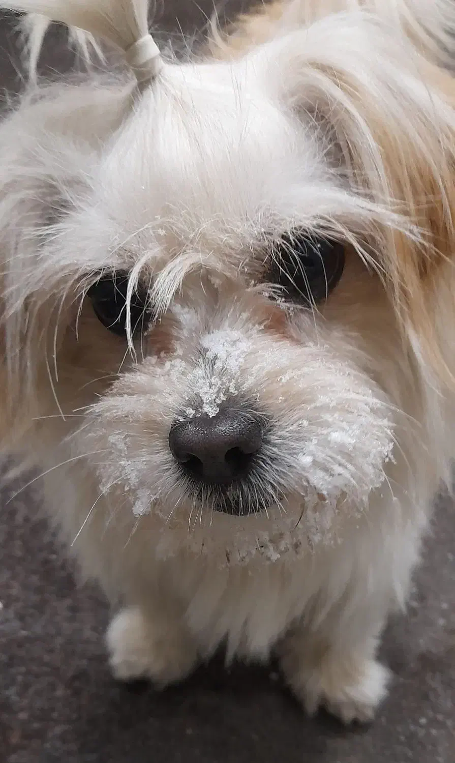 سگ خانگی|سگ|زنجان, |دیوار