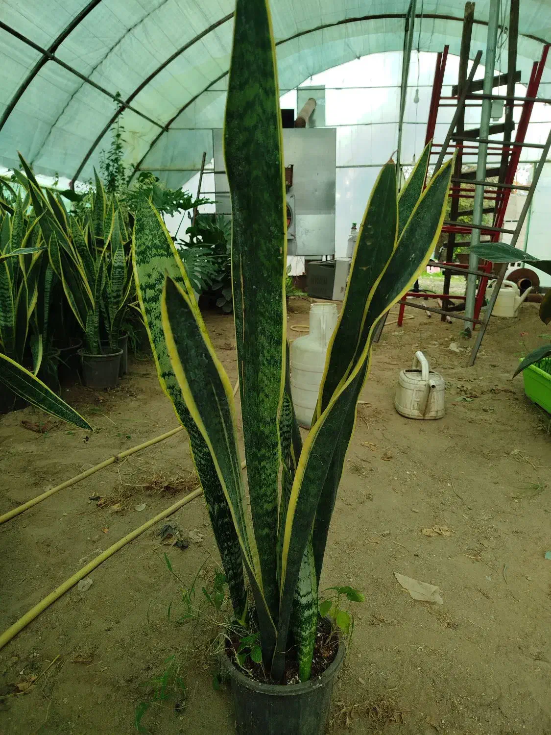 سانسوریا شمشیری|گل و گیاه طبیعی|رشت, حمیدیان|دیوار