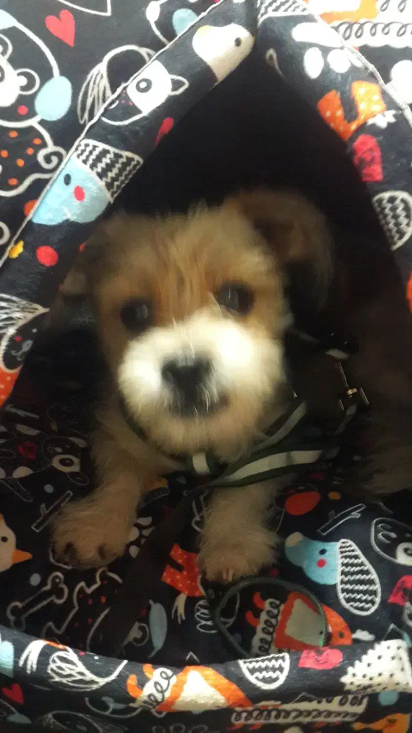 سگ گمشده شیتزو|حیوانات|قدس, شهر‌قدس|دیوار