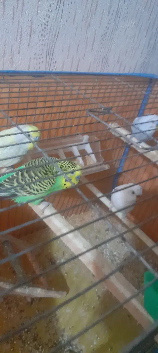 ۳جفت مرغ عشق|پرنده|لوندویل, |دیوار