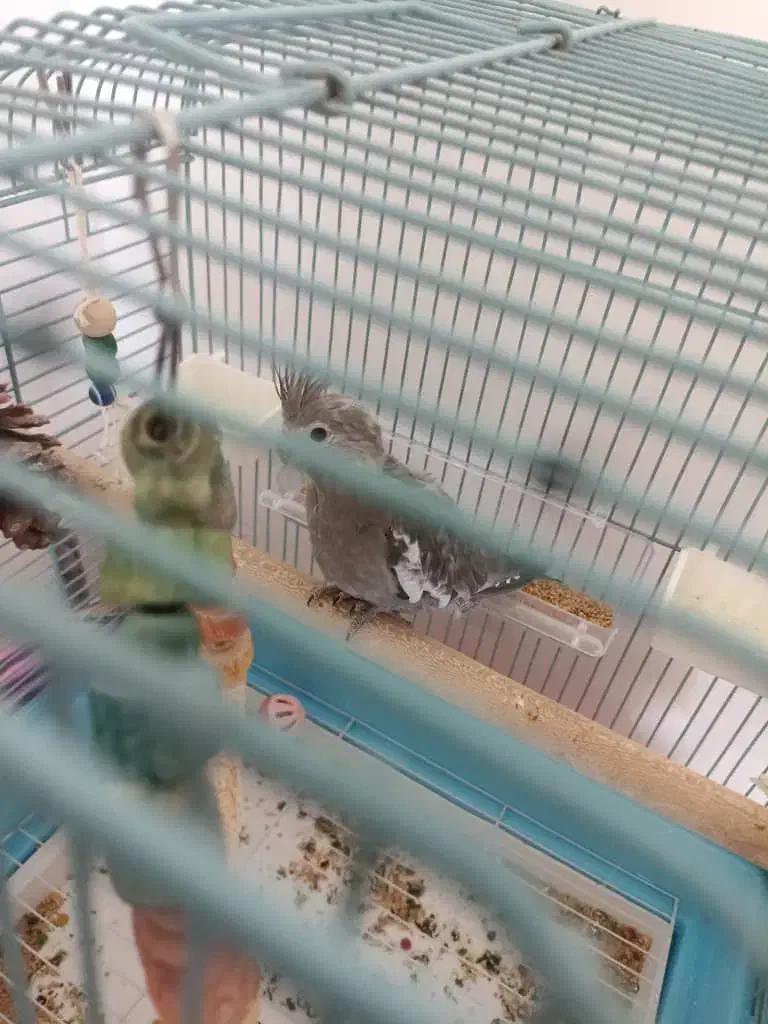 جوجه عروس هلندی|پرنده|شاهینشهر, فردوسی|دیوار