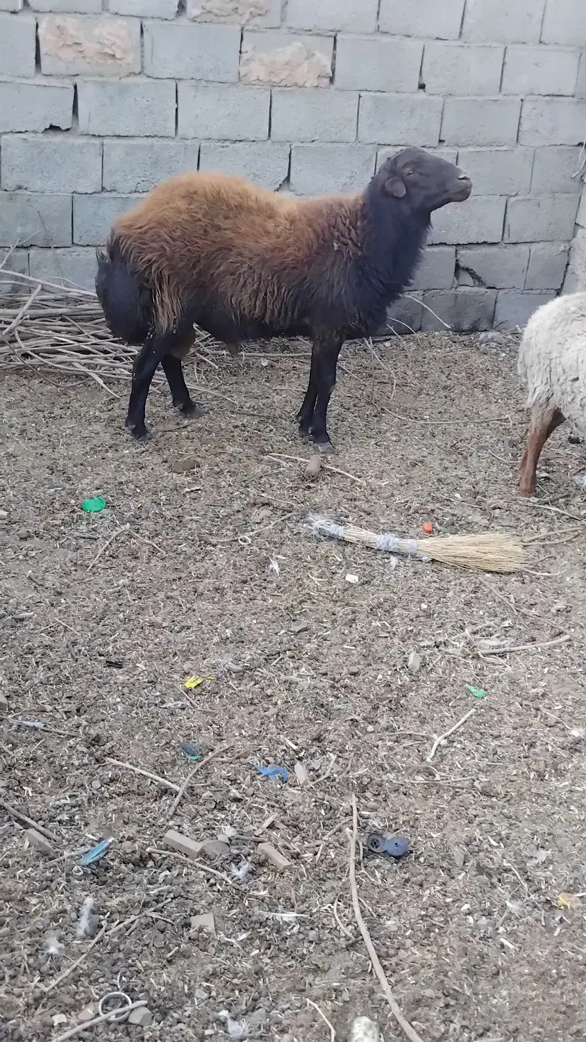 قوچ هترو|حیوانات مزرعه|جغتای, |دیوار