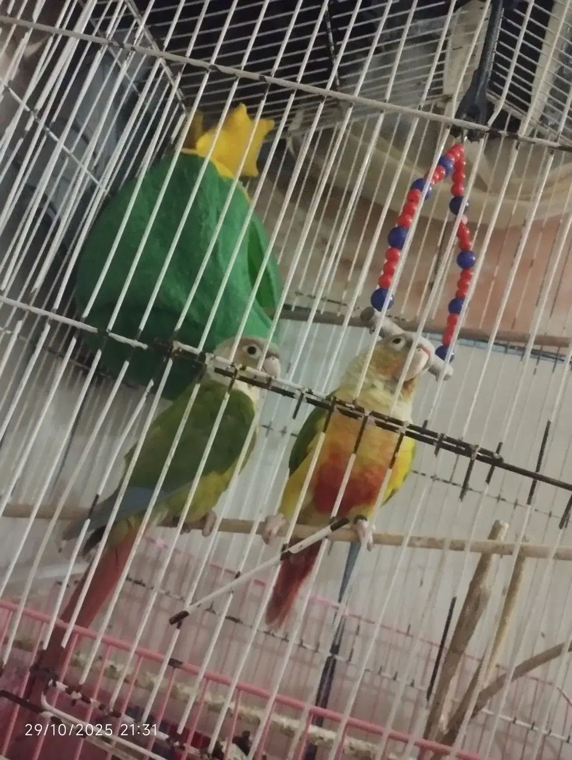 گرینچیک آناناسی|پرنده|زرند, |دیوار