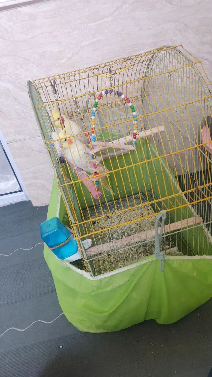 عروس هلندی|پرنده|نسیمشهر, |دیوار