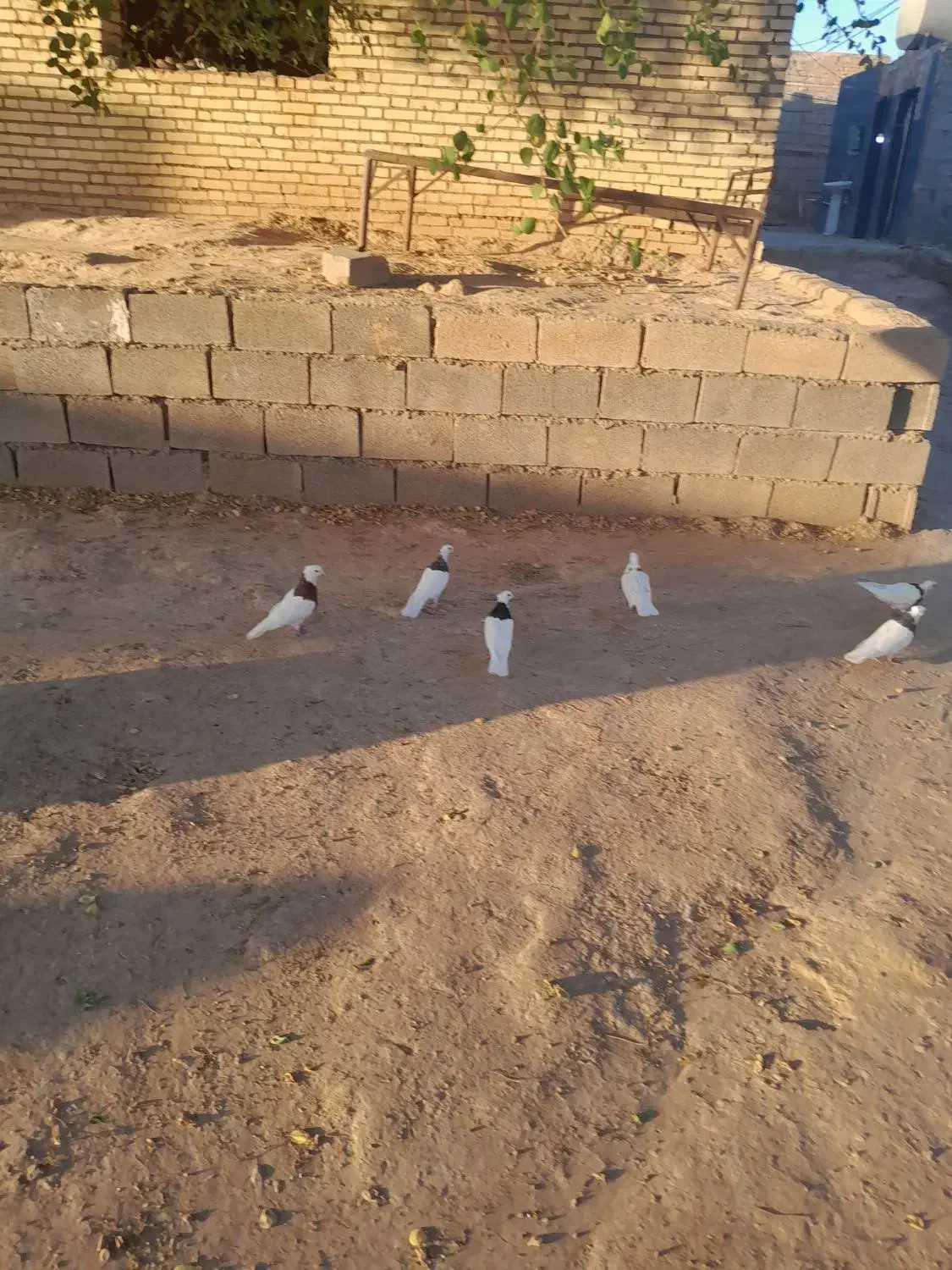 کبوترتوقی|پرنده|کرخه, |دیوار