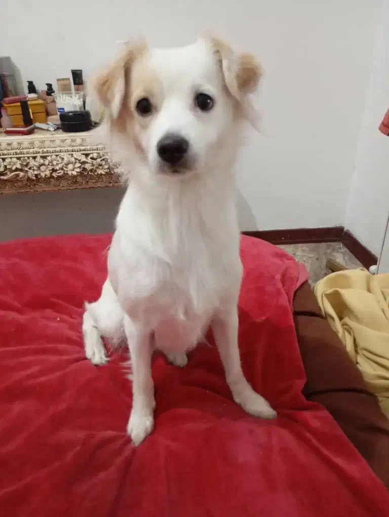 واگذاری سگ اشپیتز ژاپنی «رایگان»|سگ|پردیس, فاز ۱۱|دیوار