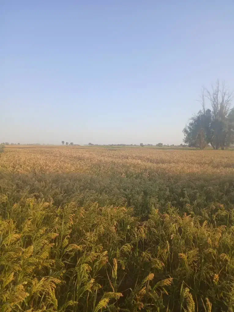 ارزن ش وخرید نقدی|خوردنی و آشامیدنی|رودشت (اصفهان), |دیوار