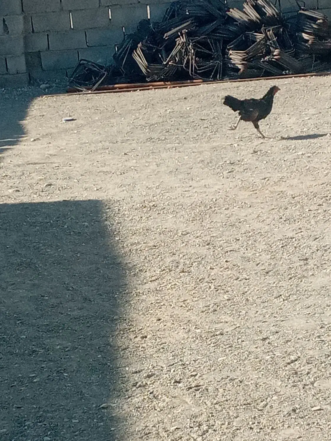 مرغ و خروس|حیوانات مزرعه|توکهور, |دیوار