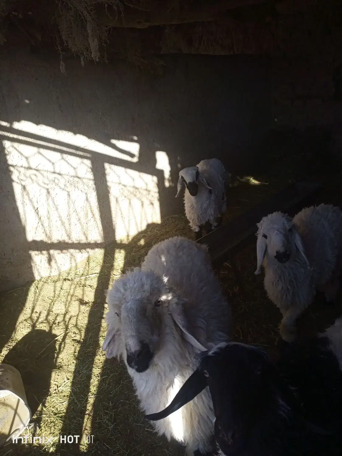 گوسفند نر|حیوانات مزرعه|خمک, |دیوار