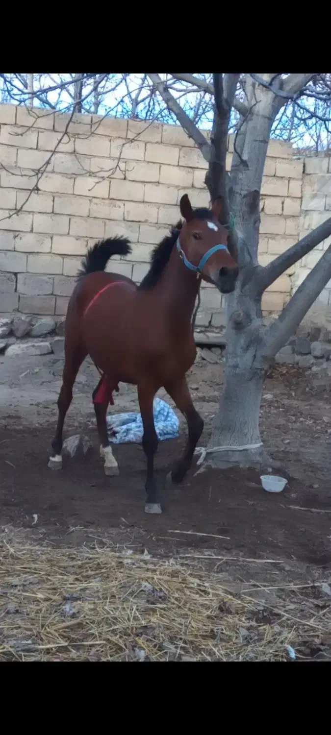 اسب معاوضه|اسب و تجهیزات اسبسواری|مشگین شهر, |دیوار