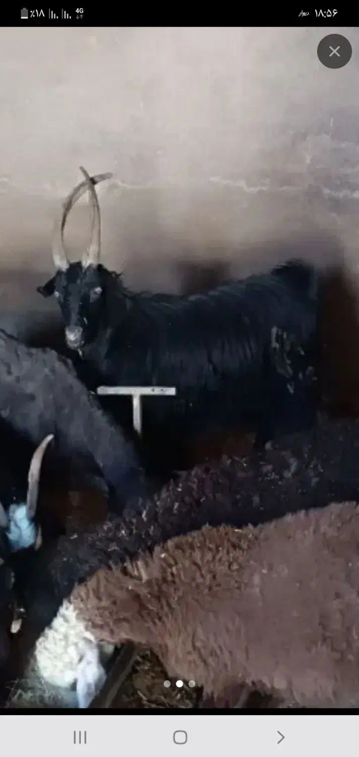 بز داشتی حامله برا نگه داشتن|حیوانات مزرعه|داران, |دیوار