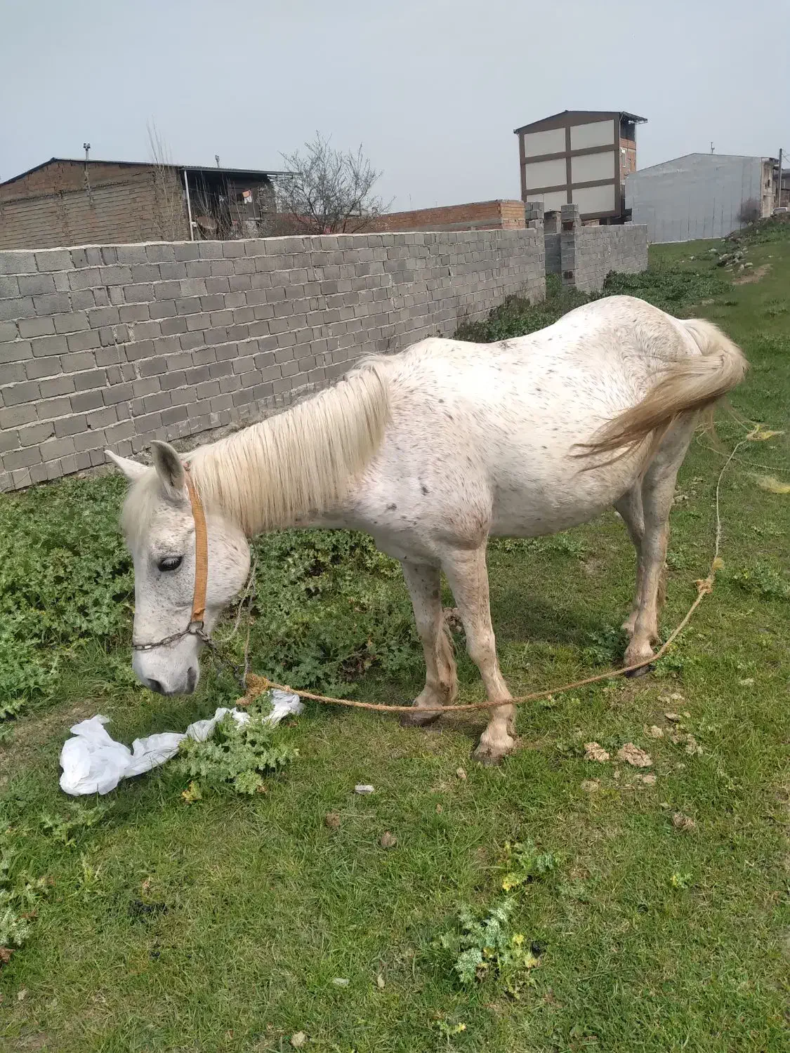 اسب|اسب و تجهیزات اسب‌سواری|گرگان, |دیوار