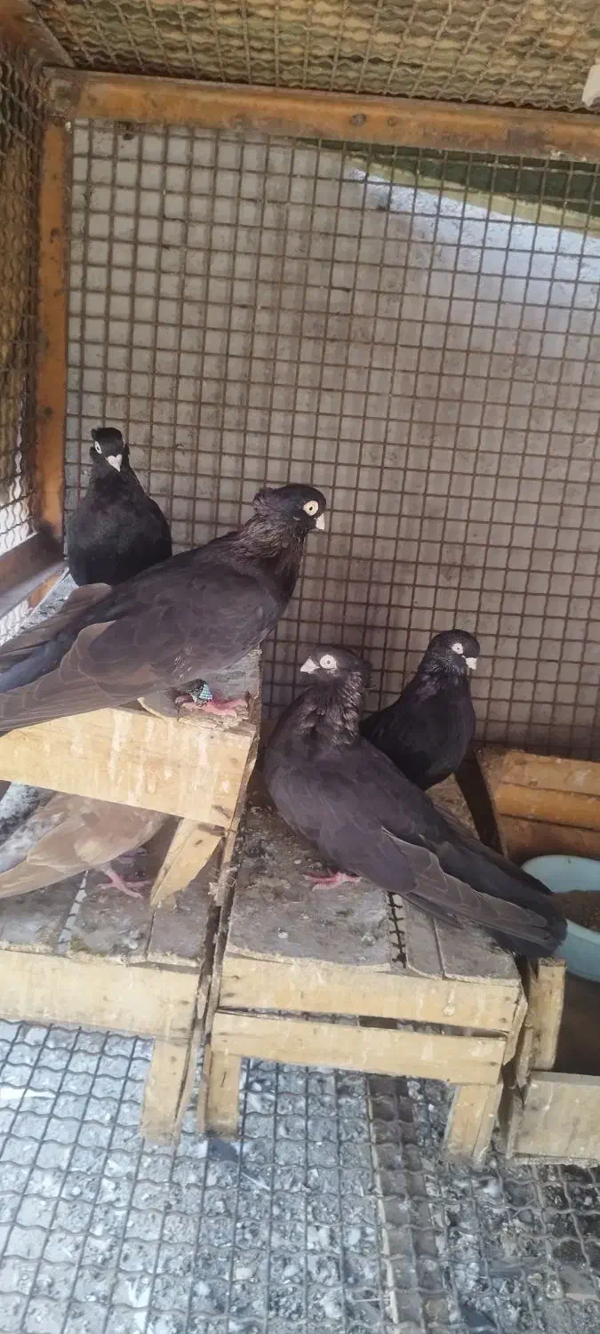 گمشده|حیوانات|جیرفت, |دیوار