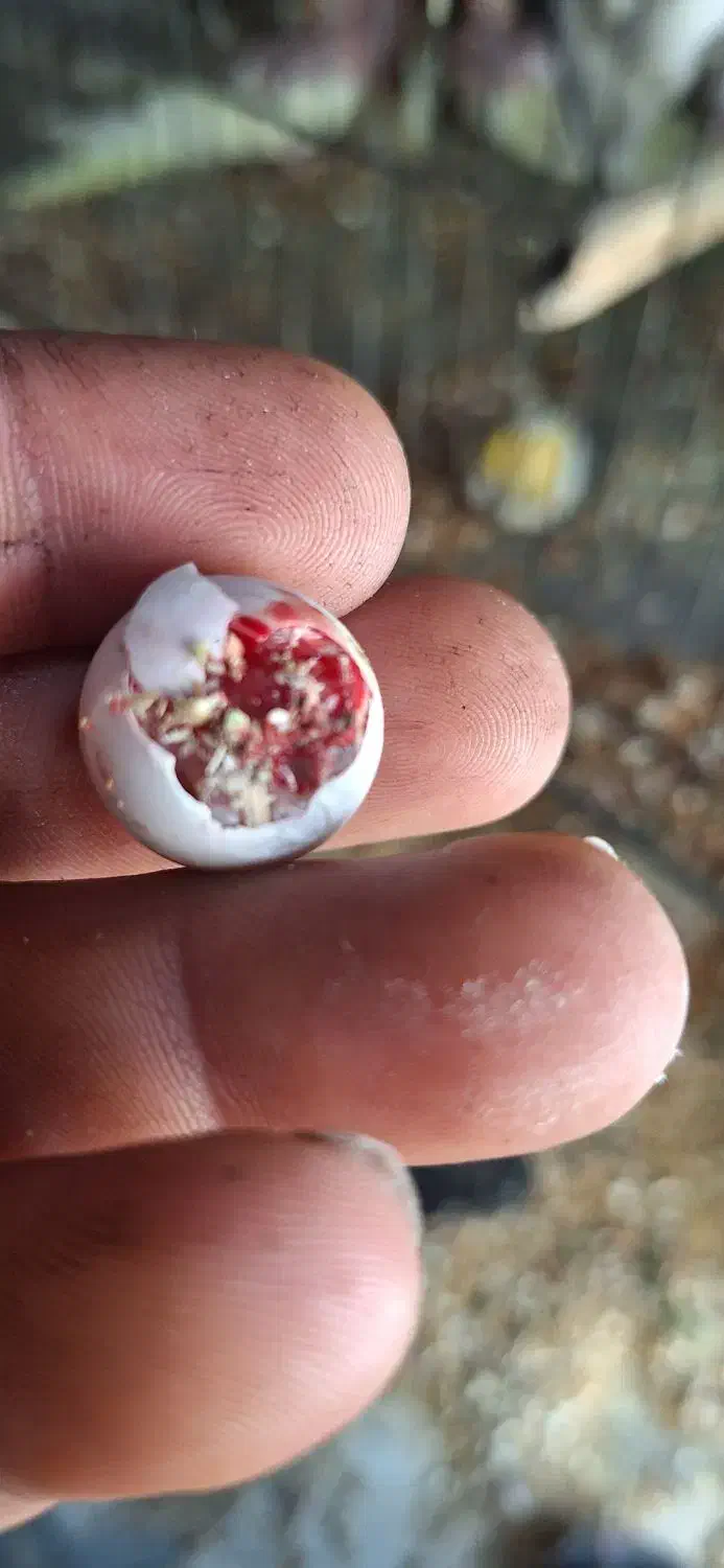 شهرک چمران|پرنده|چمران, |دیوار