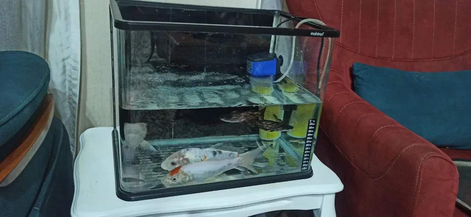 اکواریوم شیشه خم|ماهی|تهران, حافظیه|دیوار