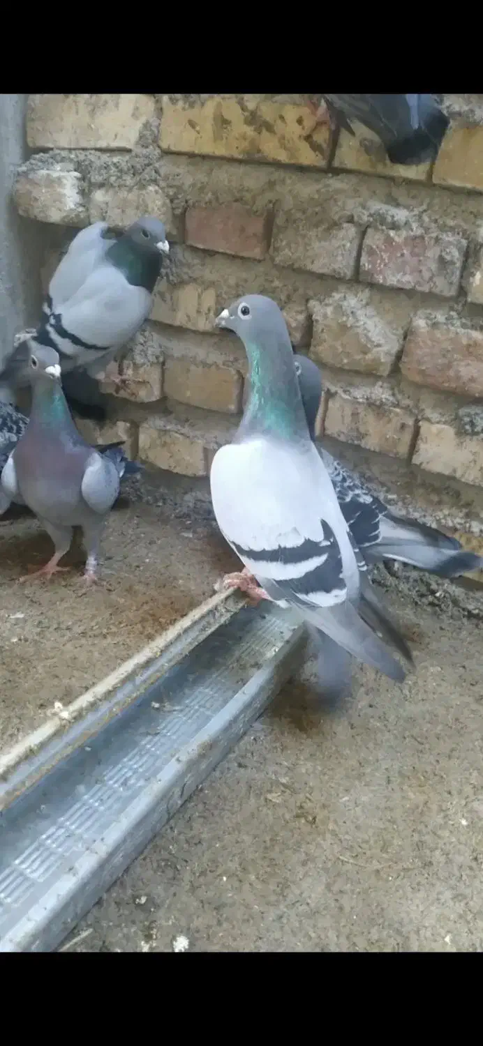 پرنده مسافتی جواب داده|پرنده|مینودشت, |دیوار