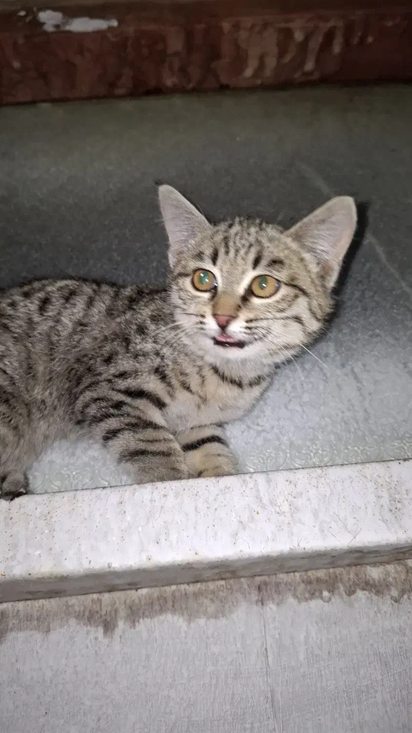 واگذاری بچه گربه|گربه|بجنورد, |دیوار