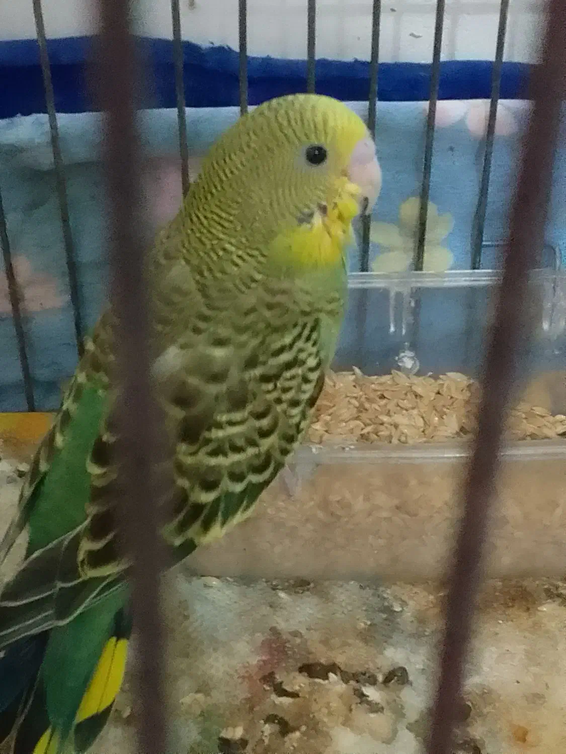 جوجه مرغ عشق|پرنده|زابل, |دیوار