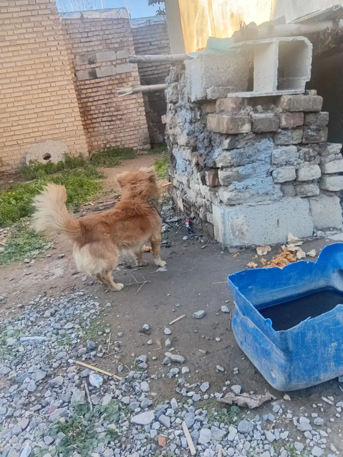 سگ پاکوتاه|سگ|تاتار علیا, |دیوار