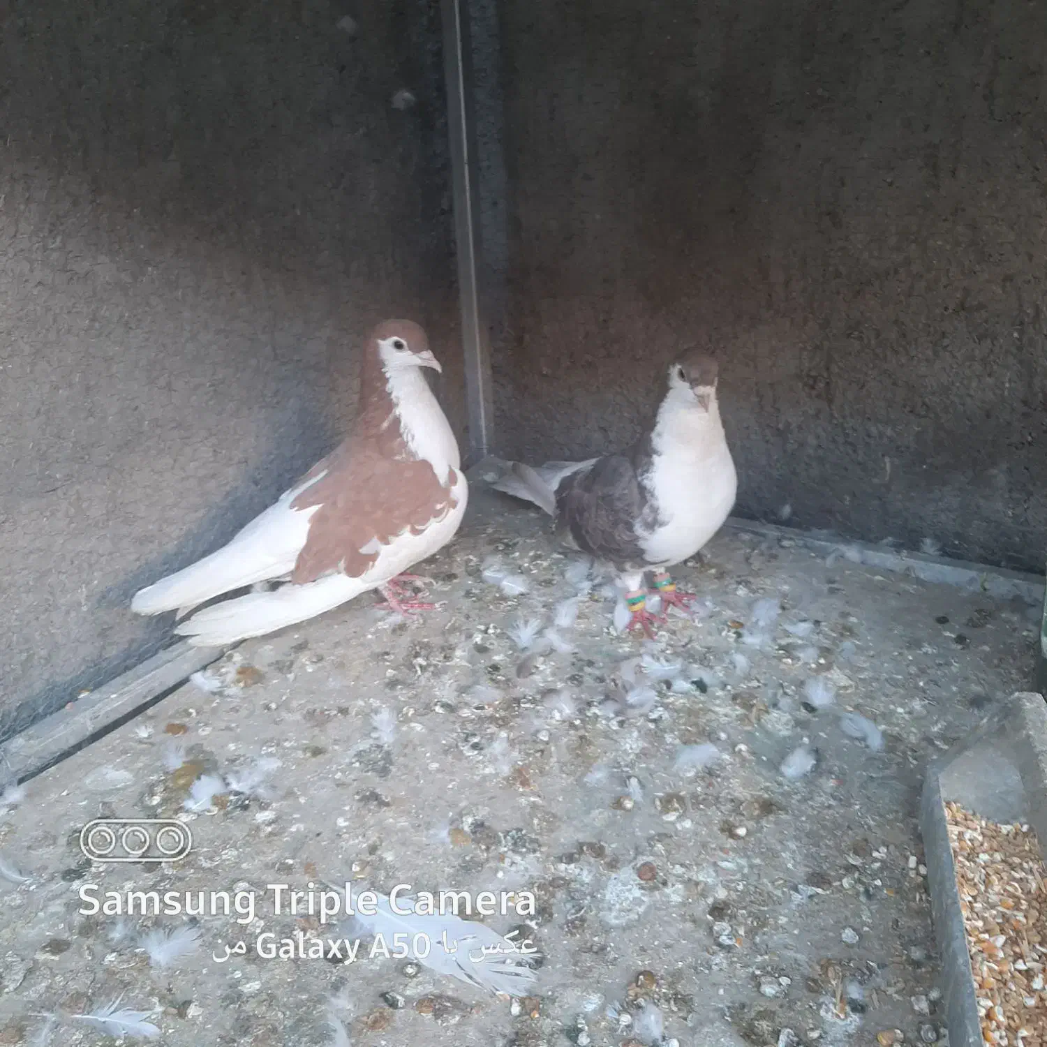 کفتر شیرازی|پرنده|امیدیه, |دیوار