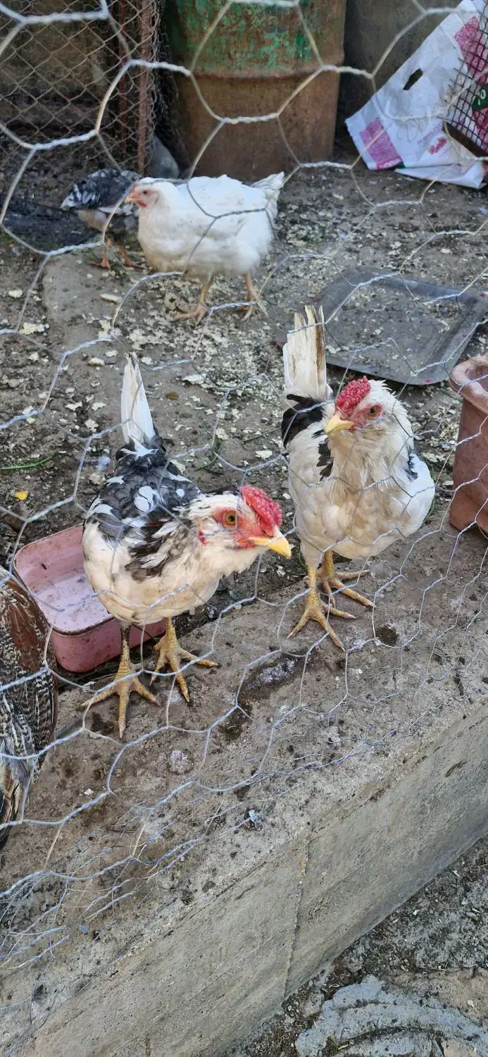 مرغ و خروس گلین|حیوانات مزرعه|سرپل ذهاب, |دیوار