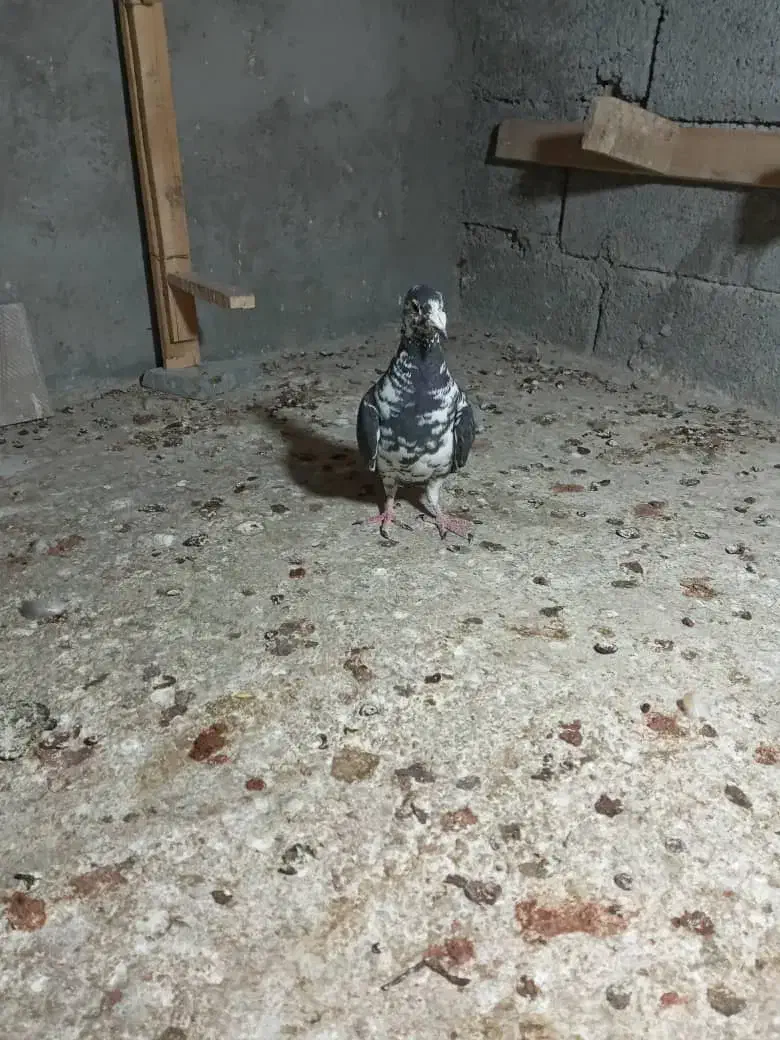 یا ماده سینه سفید فروشی هست قیمت  ۲۲۰۰ هست|پرنده|برازجان, |دیوار