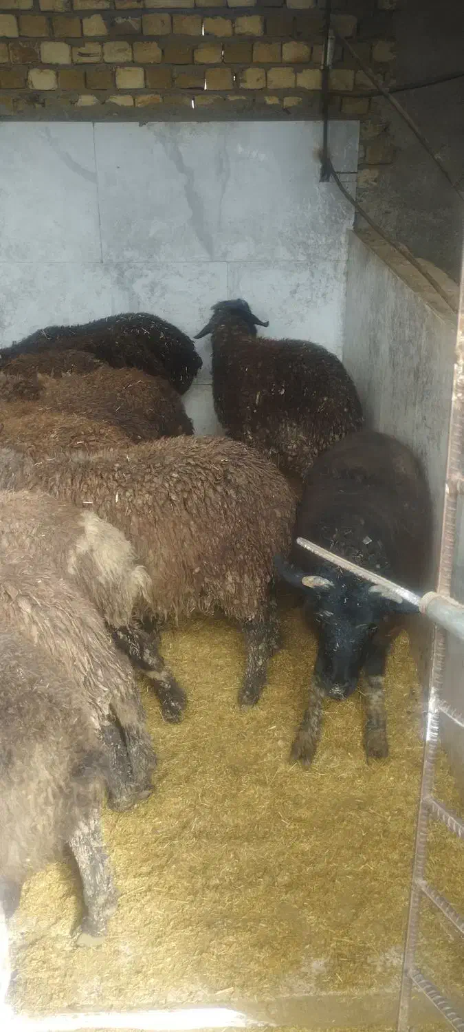 بره نر لاغر جهت پروار|حیوانات مزرعه|قیامدشت - خاورشهر, |دیوار