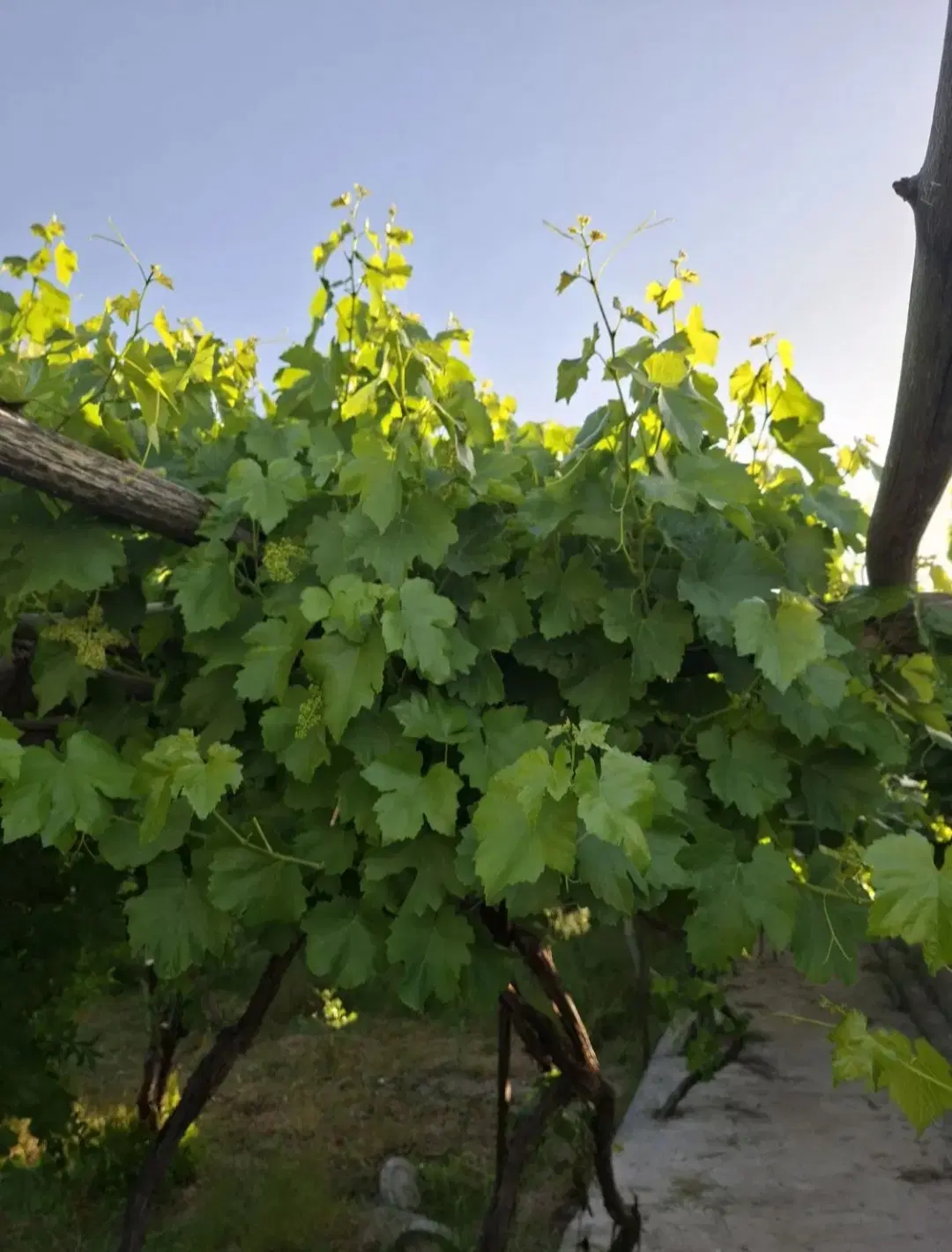 برگ انگور|خوردنی و آشامیدنی|کاشمر, |دیوار