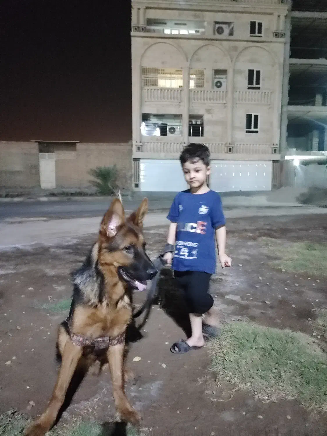 ژرمن شپرد|سگ|اهواز, کوی باهنر|دیوار