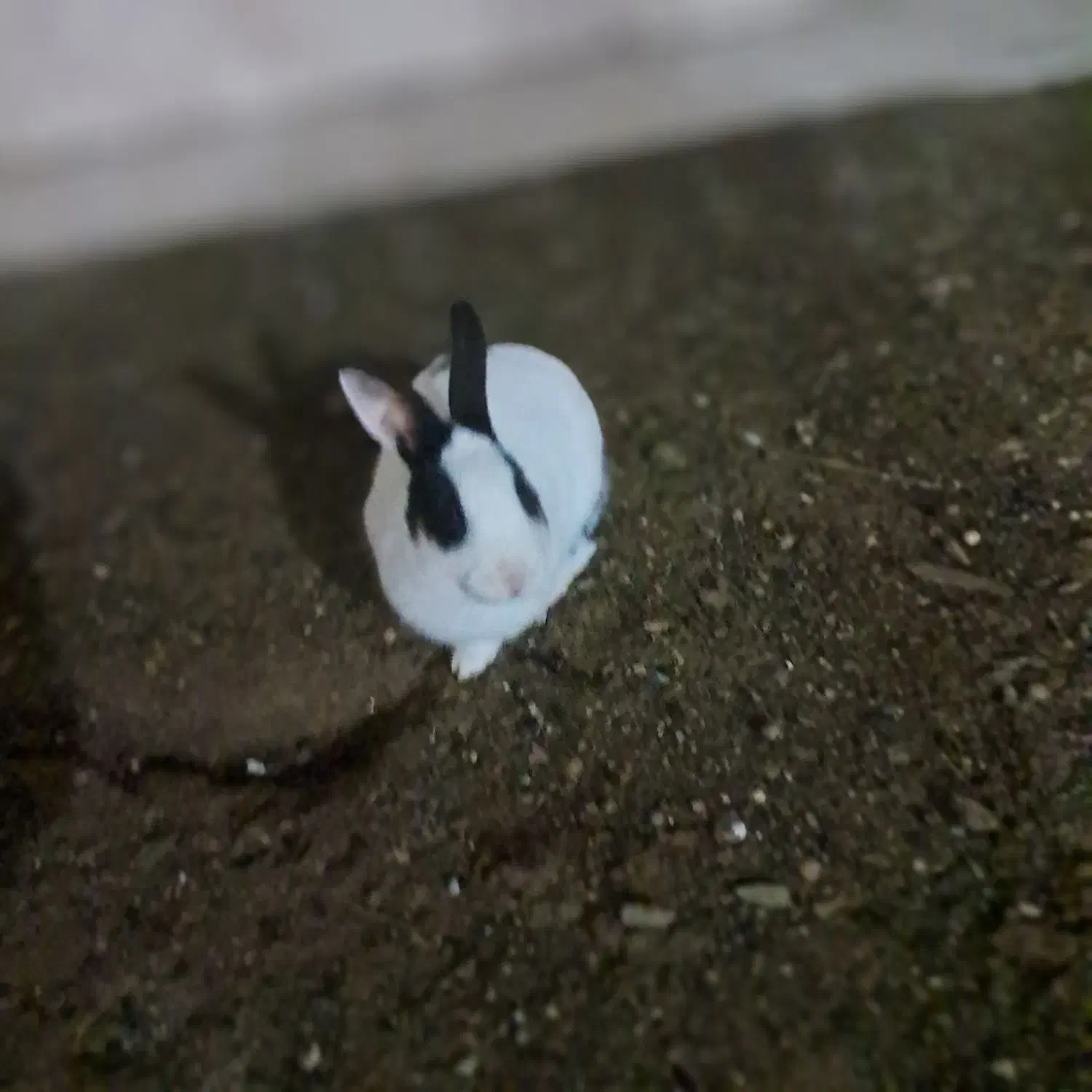 خرگوش|موش و خرگوش|سنندج, |دیوار