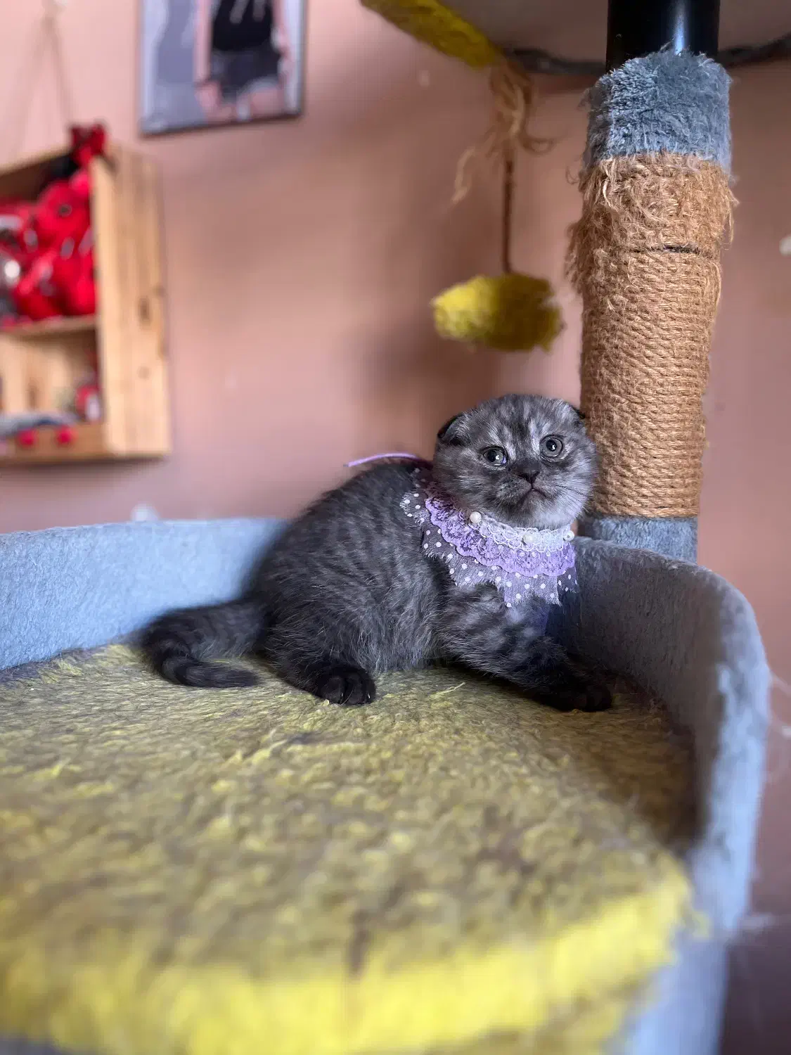 گربه های اصیل|گربه|شیراز, انجیره|دیوار