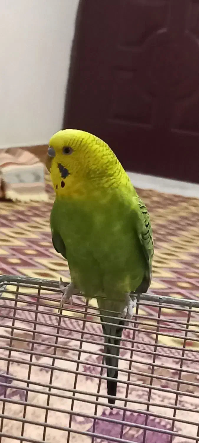 مرغ‌عشق‌‌..نر‌ مست.|پرنده|فردیس, ثابتی|دیوار