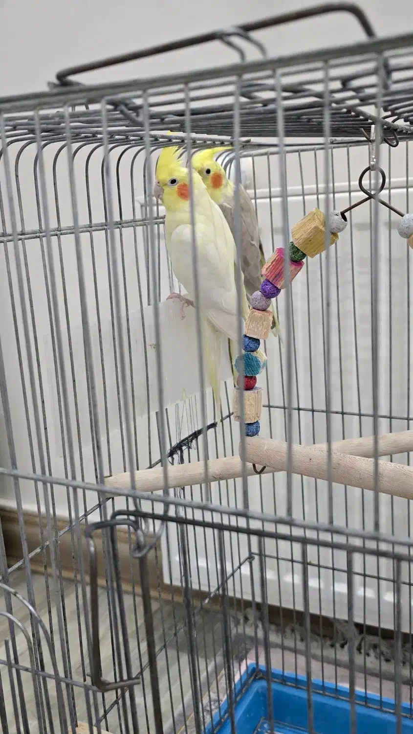 جفت عروس هلندی|پرنده|قدس, شهرک فرزان|دیوار