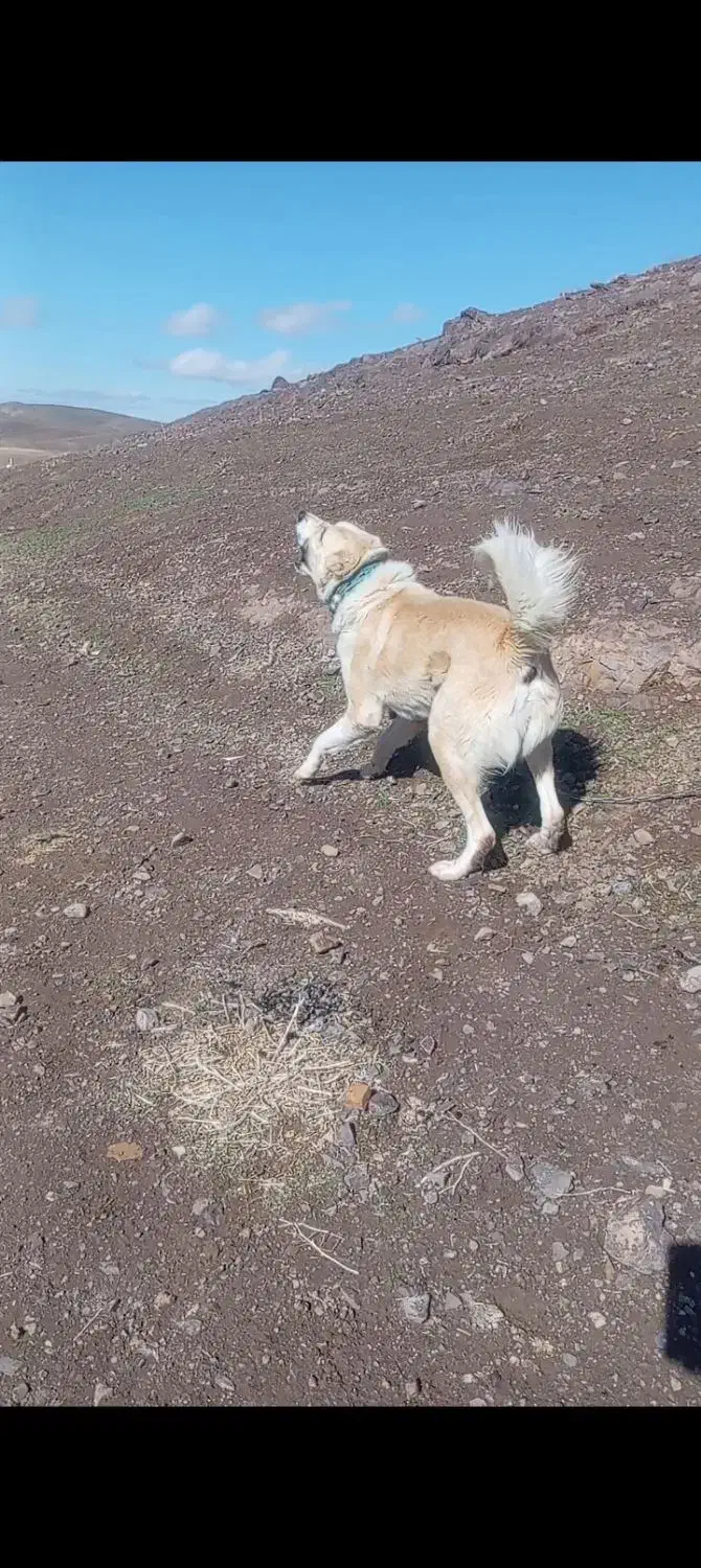 سگ گله ای|سگ|تایباد, |دیوار