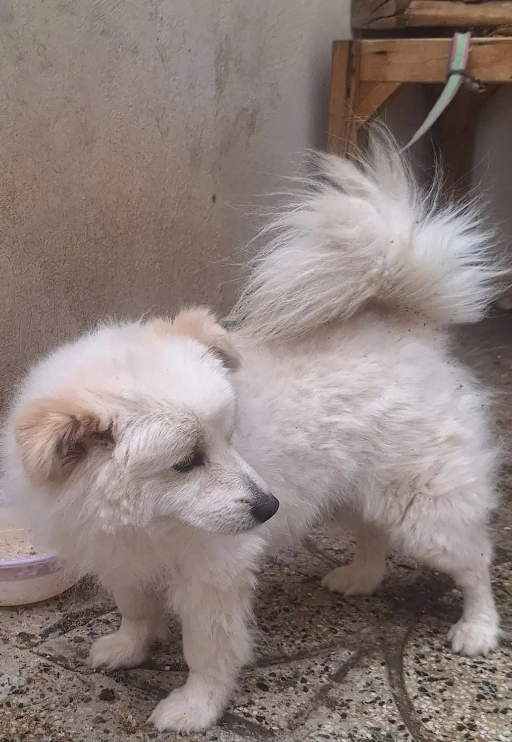 سگ پامر ، سگ پامر روباهی ، سگ ، سگ خونگی|سگ|تهران, قیطریه|دیوار