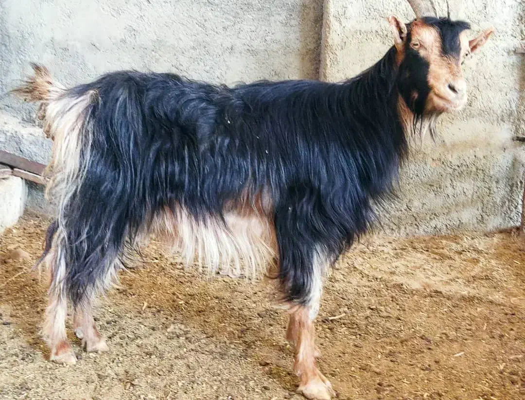 2، بز آبستن ترکی هیکلی جوان در وحدتیه|حیوانات مزرعه|وحدتیه, |دیوار