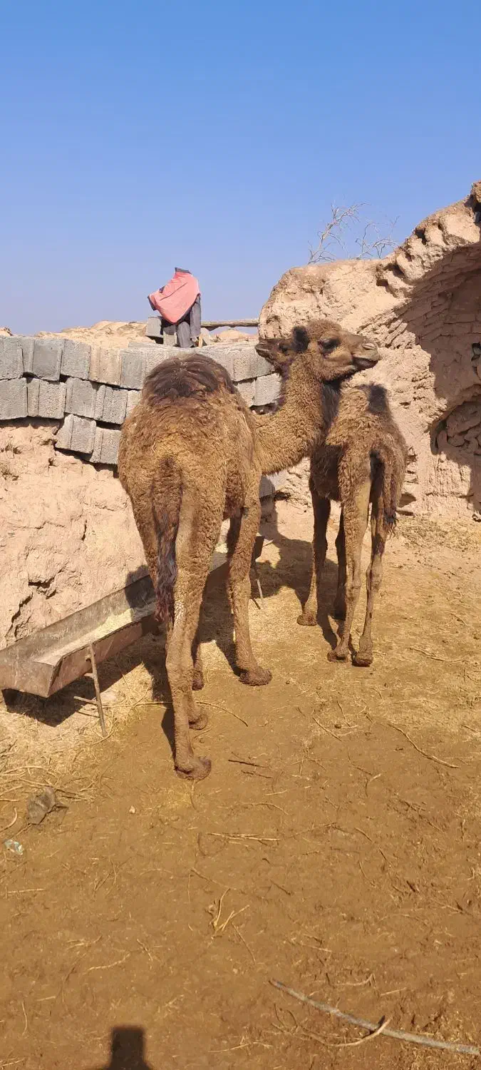 شتر|حیوانات مزرعه|جلگه ماژان, |دیوار