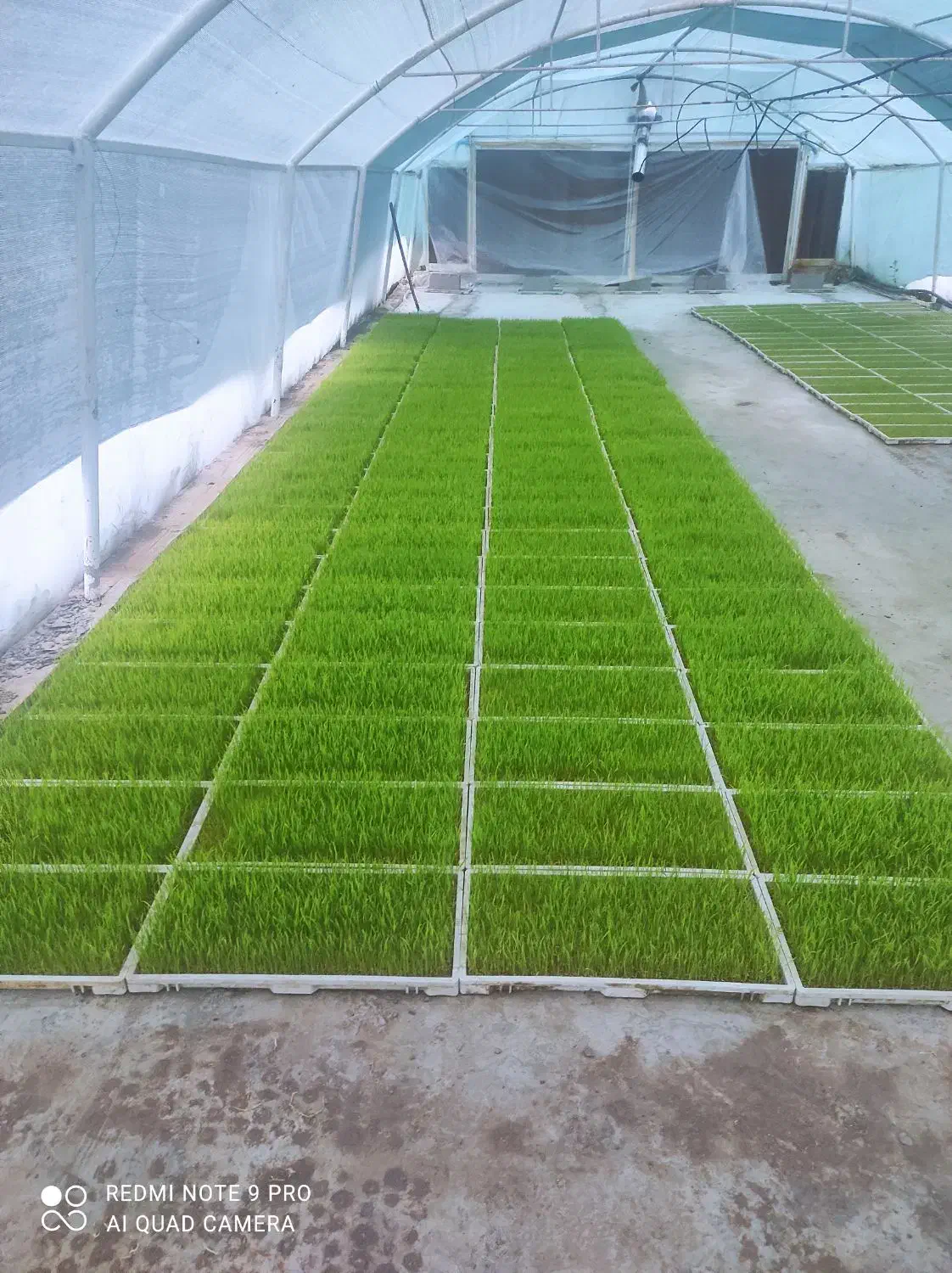 استخدام سرایدار و کارگرگلخانه با مسکن رایگان|استخدام سرایداری و نظافت|کوچصفهان, |دیوار