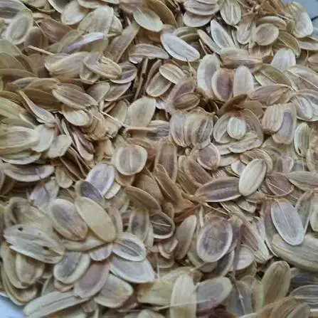 فروش بذر آنغوزه(انگزه)|عمدهفروشی|بختگان, |دیوار